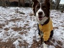 【屋外ドッグラン(冬)】雪×愛犬の普段見られない姿が見れるかも