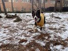 【屋外ドッグラン(冬)】雪×愛犬の普段見られない姿が見れるかも