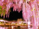 白井大町藤公園◆ホテルよりお車で約60分。藤棚総延長約500m、 藤棚の幅は4mと山陰が誇る藤の名所。