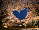 弘前桜七景の桜のハート(弘前さくらまつり)