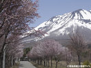 岩木山オオヤマザクラの並木道(春)