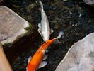 ロビーに流れる川