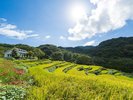 石部の棚田