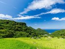 石部の棚田