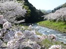 大沢温泉桜並木