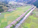 那賀川の桜 約6kmの桜並木
