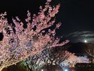 土肥桜ライトアップ