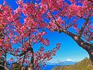 土肥桜越しの富士山