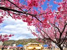 土肥桜