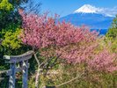 小下田三島神社から土肥桜と富士山を望む