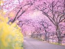 河津桜のトンネル