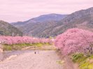 河津桜(川沿い)