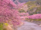河津桜(川沿い)