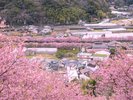 河津桜(高台から)
