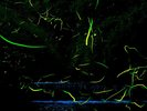 【6月】ホタル