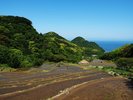 新緑の棚田
