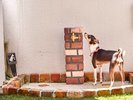 ドッグスペースには愛犬専用フットシャワー完備♪