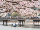 桜と渡月橋