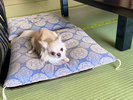 ワンちゃんも寛ぐ和室