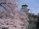 【市内観光】大阪城 桜