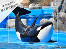 名古屋港水族館 シャチ