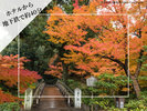 徳川園 紅葉