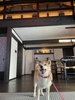 ペットと泊まれる温泉宿