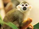 【リスザルのキキ】ホテル館内さまざまな場所で可愛い動物達に会えます。