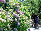 あじさい祭(6/1-6/30)会場には300万輪の紫陽花が色彩豊かに咲いております。