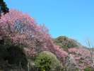 庭園風呂・露天風呂から見れる紅寒桜(3月)