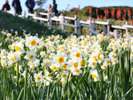 爪木崎、下田の水仙まつりは12/20〜1/31まで!