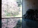 3月上旬・庭園風呂からの雄大な寒桜を眺めながらご利用いただけます。