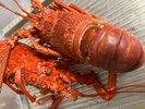 特別オーダー食材!