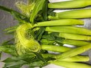 旬菜
