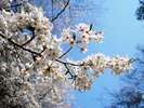 桜の季節♪ホテル近隣では後楽園、岡山城などの桜が名所です♪