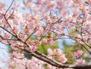 河津桜