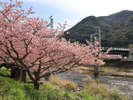 河津桜