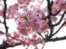 河津桜