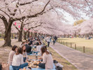 春の訪れを告げる熱海桜:「あたみ桜」1月上旬〜2月中旬頃 :「ソメイヨシノ」 3月下旬〜4月上旬が見頃!
