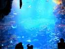 京都水族館(ホテルより徒歩・電車約30分)
