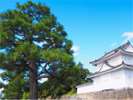 二条城(ホテルより徒歩・バス約20分)