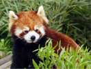 京都市動物園(ホテルより徒歩・バス約30分)
