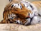京都市動物園(ホテルより徒歩・バス約30分)