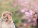 京都市動物園(ホテルより徒歩・バス約30分)