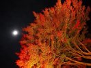【秋】紅葉ライトアップと月のコラボレーション