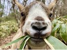 体験プログラム「ヤギのメェ太のエサやり」かわいいメェ太と触れ合い※有料