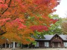 【秋】真紅に染まるもみじとコテージ
