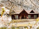 【春】満開の桜とコテージ