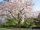 約20,000平米の敷地に約210本の桜が花開くこの時期は日本庭園がもっとも美しい季節です。