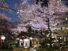 3つのホテルに囲まれた緑茂る日本庭園では、約210本もの華やいだ夜桜をお楽しみいただけます。